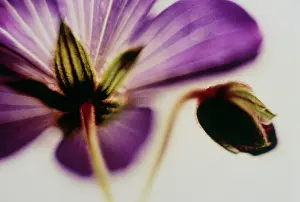 Geranium: Cranesbill