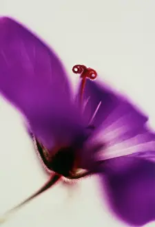 Geranium: Cranesbill