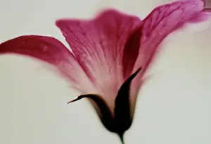 Geranium: Cranesbill