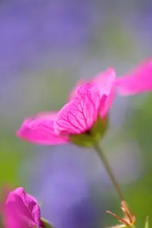 Cranesbills: Cranesbill Flowers