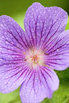 Raindrops: Cranesbill Flowers with rain drops