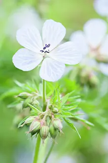 Geranium: Cranesbill, Meadow cranesbill, Geranium pratense