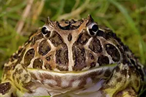 Cranwelli: Cranwell's Horned Frog