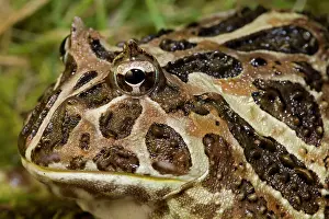 Cranwelli: Cranwell's Horned Frog
