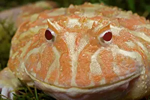 Cranwelli: Cranwell's Horned Frog