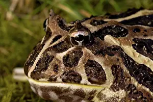Cranwelli: Cranwell's Horned Frog (Ceratophrys cranwelli)