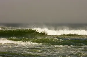 Crashing: Crashing waves and Gull