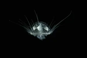 Phylum: Craspedacusta sowerbii, freshwater jellyfish, phylum