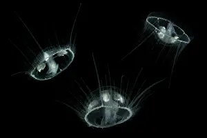 Phylum: Craspedacusta sowerbii, freshwater jellyfish, phylum