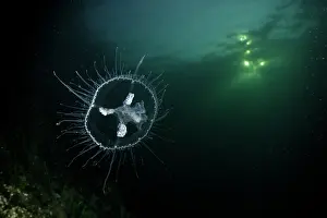 Phylum: Craspedacusta sowerbii, freshwater jellyfish, phylum