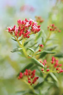 Crassula: Crassula