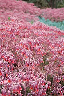 Coccinea: Crassula coccinea and Kleinia fulgens - Madeira
