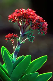 Crassula: Crassula Perfoliata var. Minor - February