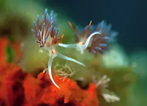 310820: Cratena peregrina (Cratena peregrina ), Mediterranean