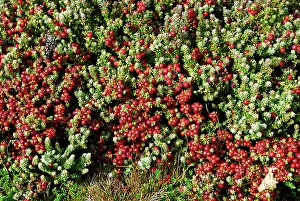 Rubrum: Crawberry, Falkland Islands
