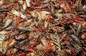 Shellfish: Crawfish