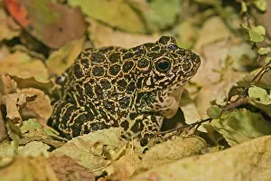 Herpetology: Crawfish Frog