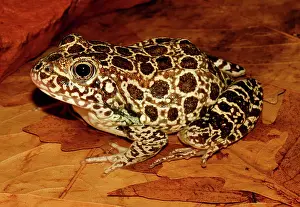 Bourbon: Crawfish Frog