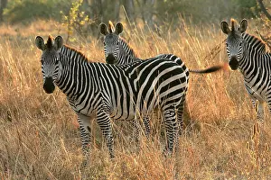 Crawshay: Crawshay's Zebra - three