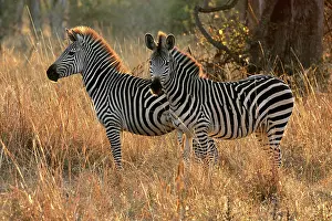 Crawshay: Crawshay's Zebra - two
