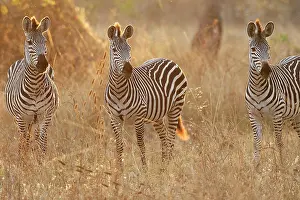 Crawshay: Crawshay's Zebra - three