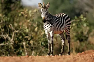 Crawshay: Crawshay's Zebra