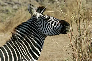Crawshay: Crawshay's Zebra