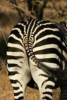 Crawshay: Crawshay's Zebra - bottom