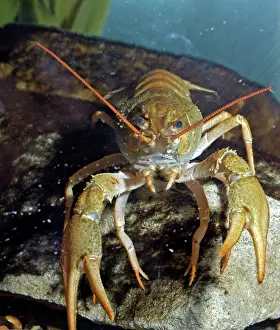 Crayfishes: Crayfish