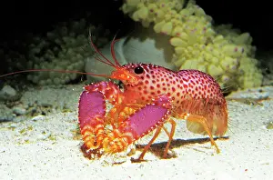 Hobby: Crayfish