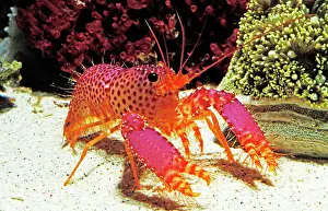 Hobby: Crayfish