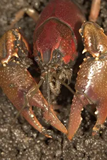 Crayfishes: Crayfish