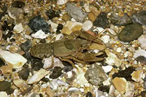 Cray: CRAYFISH - IN SHALLOW WATER