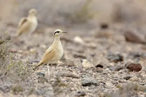 Courser: Cream-colored Courser