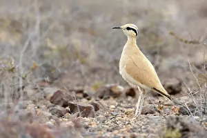 Courser: Cream-colored Courser