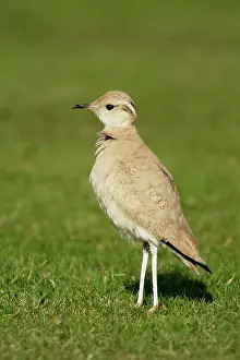 Courser: Cream-Coloured Courser - juvenile