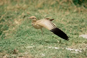 Courser: Cream Coloured Courser - Juvenile stretching wingS