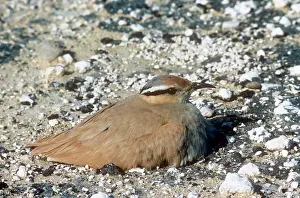Courser: Cream-coloured courser - sitting on nestSS