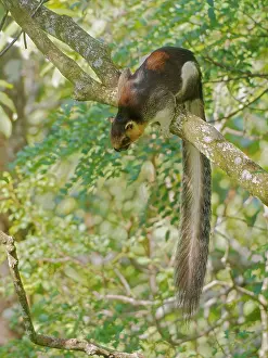 Bornean: Cream Coloured Giant Squirrel Ratufa affinis Sab