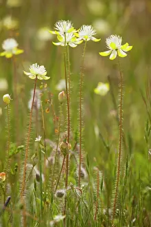 Californicus: Cream Cups - member of the poppy family