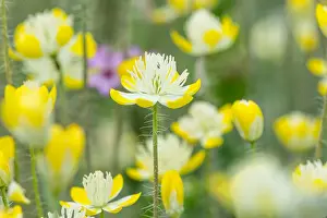 Californicus: Cream Cups (Platystemon californicus) wildflowers