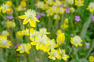 Californicus: Cream Cups (Platystemon californicus) wildflowers