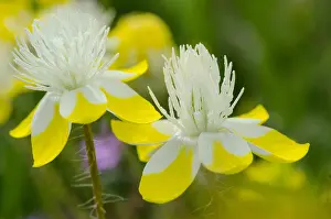 Californicus: Cream Cups (Platystemon californicus) wildflowers
