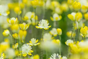 Pat And Tom Leeson (new Material): Cream Cups (Platystemon californicus) wildflowers
