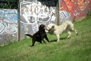 Graffiti: Cream labradoodle + Chocolate labradoodle in field