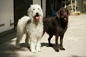 Labradoodles: Cream labradoodle + Chocolate labradoodle in front of stable