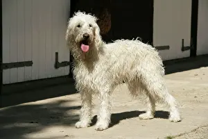 Labradoodles: Cream labradoodle infront of stable