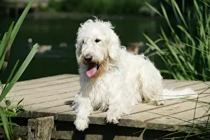 Labradoodles: Cream labradoodle lying on wooden platform