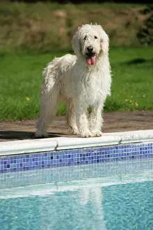 Labradoodles: Cream labradoodle by pool