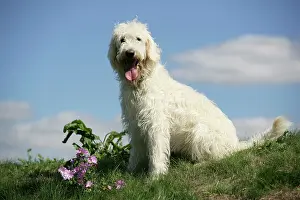 Labradoodles: Cream labradoodle sitting in field